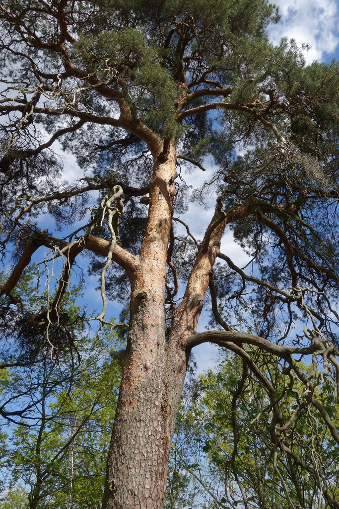 Art-und Wesensorientierte Baumpflege 
Die Vielfalt des Lebens ist in jeden Baum wahrzunehmen.
Jedes Baumwesen ist einzigartig.
Die einzelnen Arteigenschaften und Wesenszüge sind bei der Pflege jeden Baumes zu beachten.
Die Baumansprache ist deshalb wichtig.
In Verbindung gehen, den Baum mit all seinen Wesenheiten wahrnehmen, seine Geschichte berücksichtigen und ihn in seiner Momentsituation einschätzen. 
